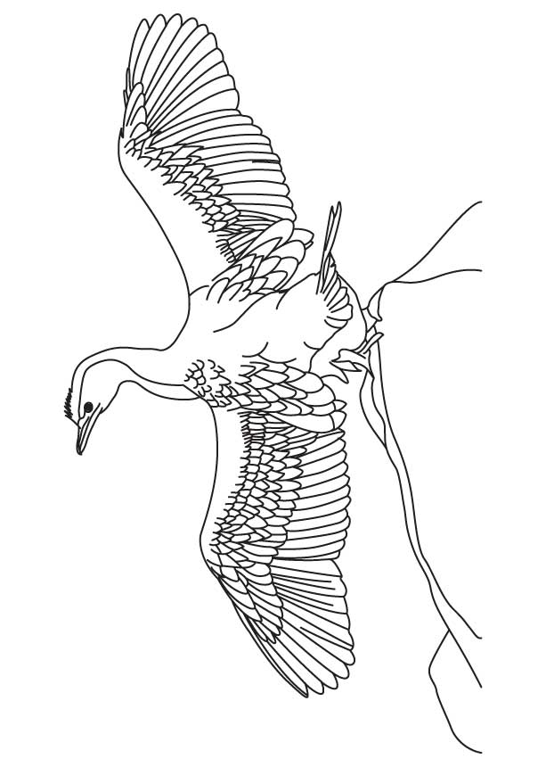Cormorant ready to fly coloring page