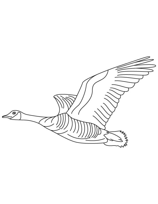 Domestic goose flying coloring page
