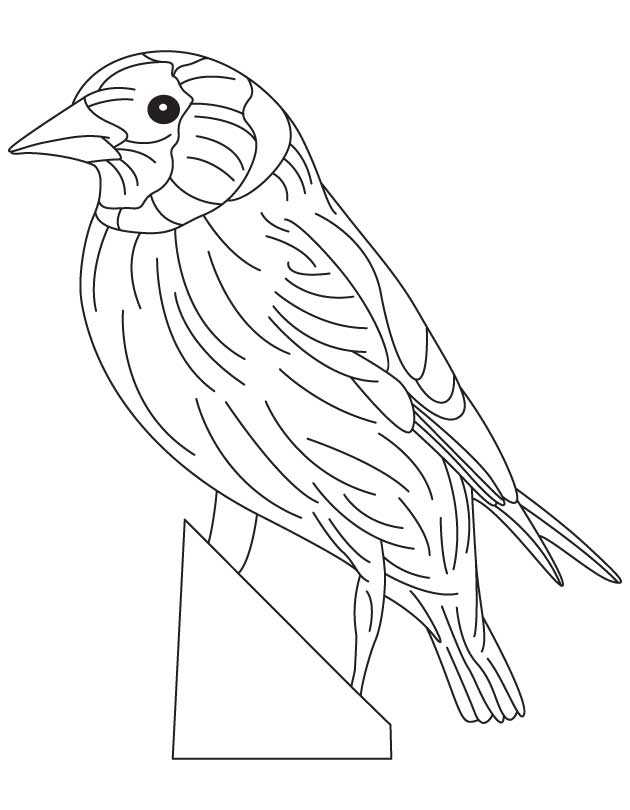 Eastern goldfinch coloring page