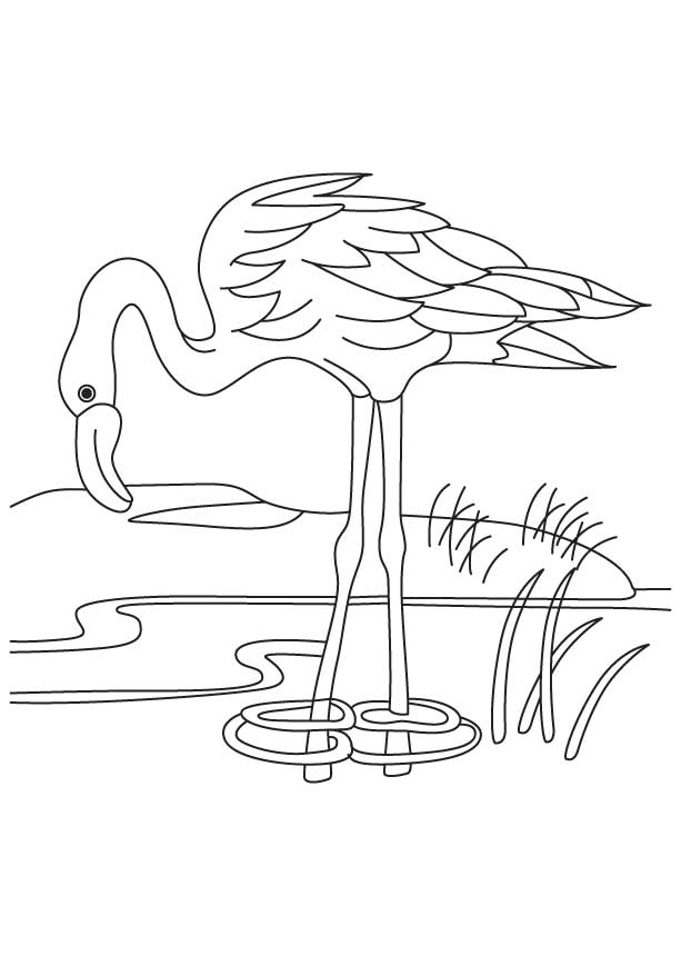 Flamingo in a pond coloring page