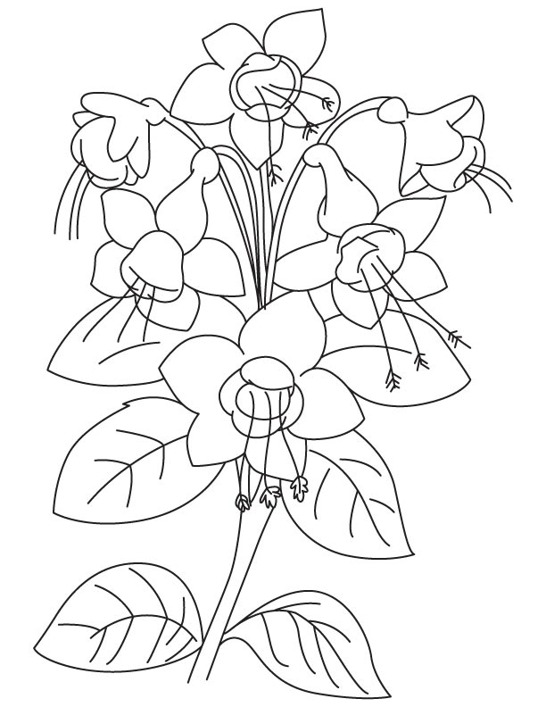 Flower of fuchsia plant coloring page