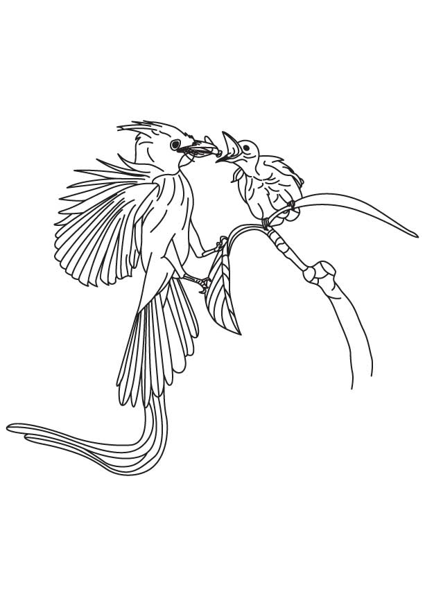 Flycatcher feeding its baby coloring page