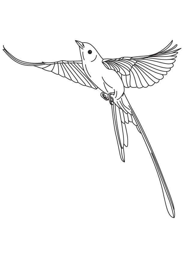 Flying flycatcher coloring page