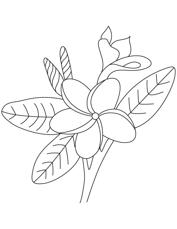 Frangipani flower colouing page