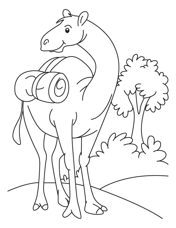 Funny camel standing in the field coloring page