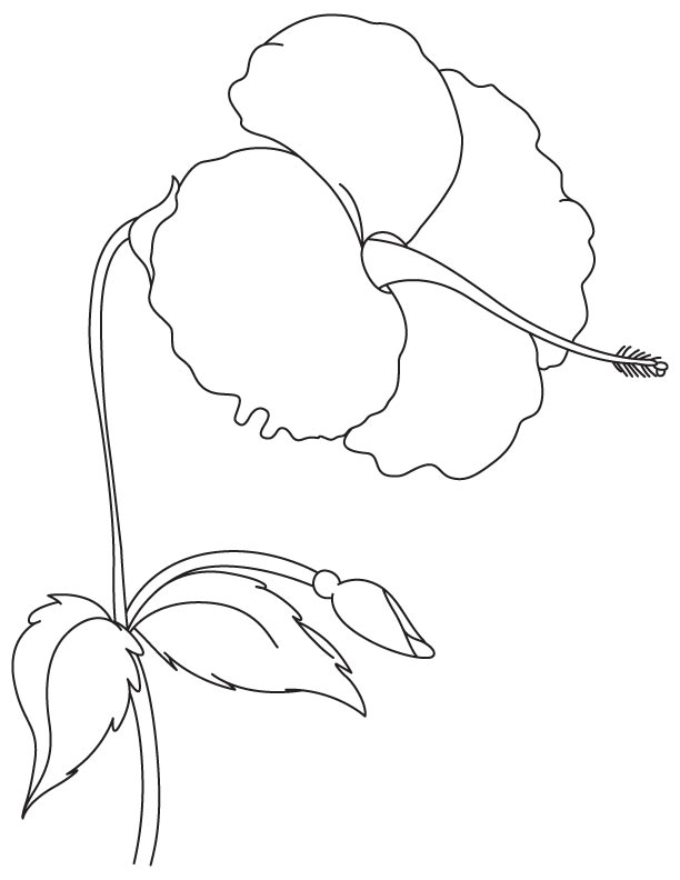Hardy giant hibiscus coloring page