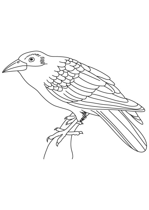 Indian crow coloring page