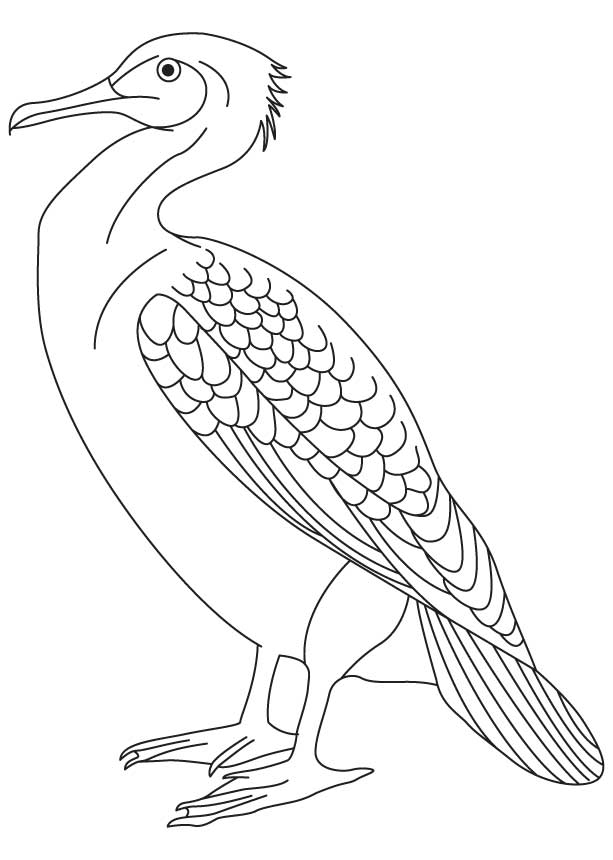 Little pied cormorant coloring page