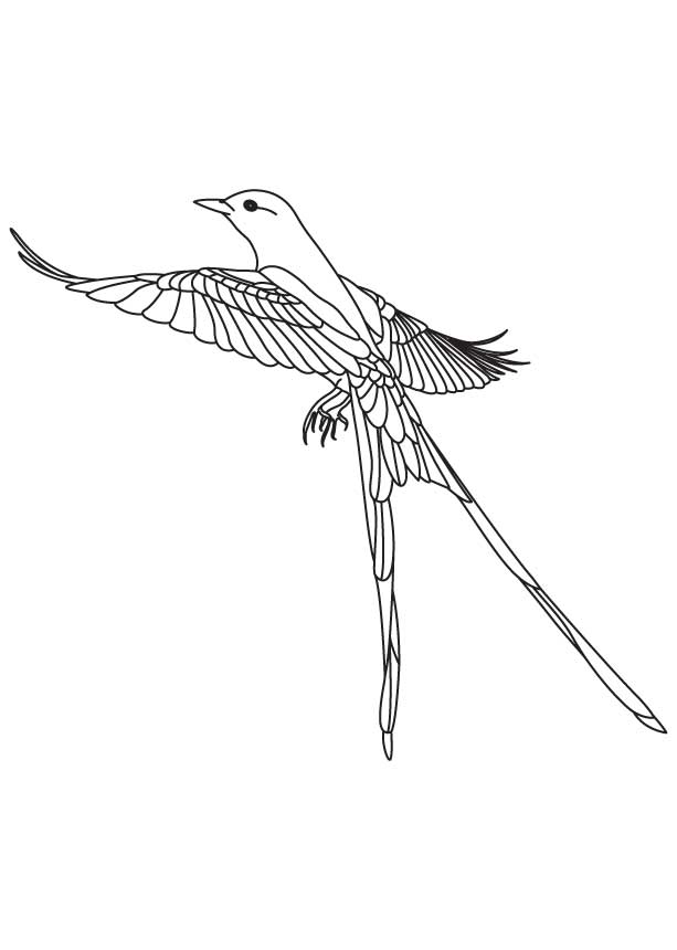 Long tailed flycatcher coloring page