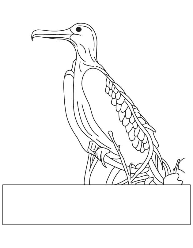 Magnificent frigatebird coloring page