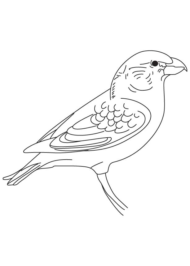 Parrot crossbill coloring page