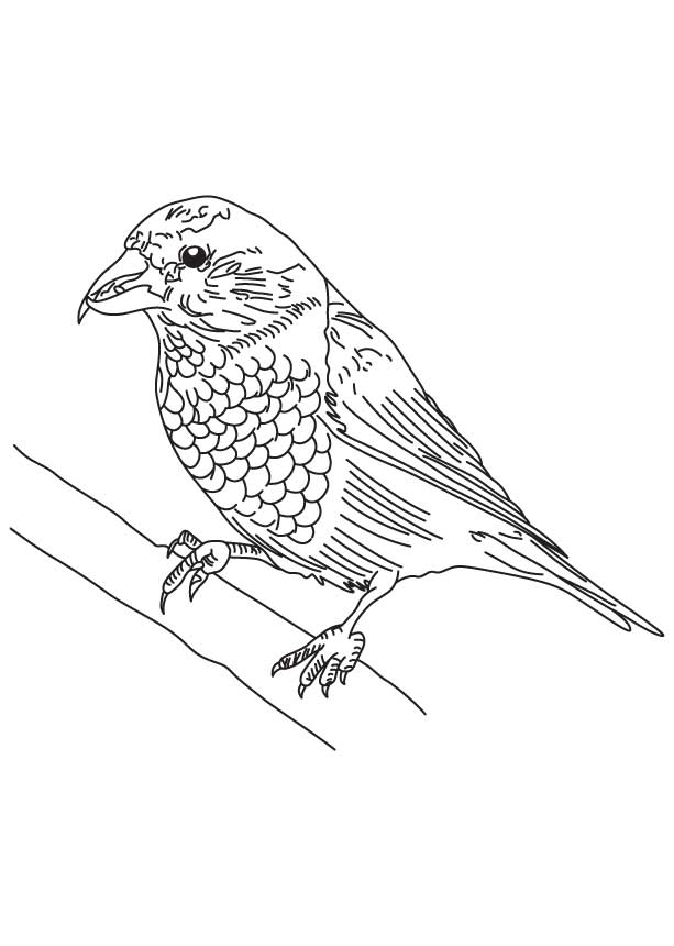 Red crossbill coloring page