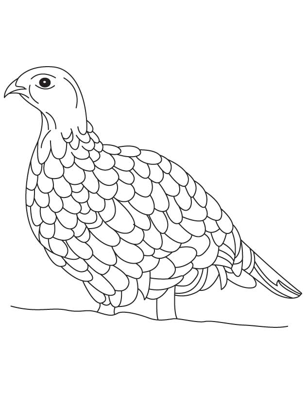 Ruffed grouse coloring page