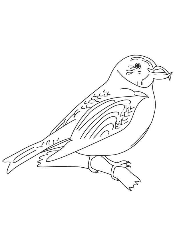 Scottish crossbill coloring page