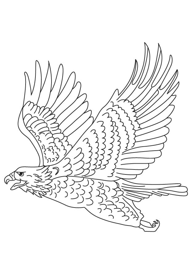 Short toed snake eagle coloring page