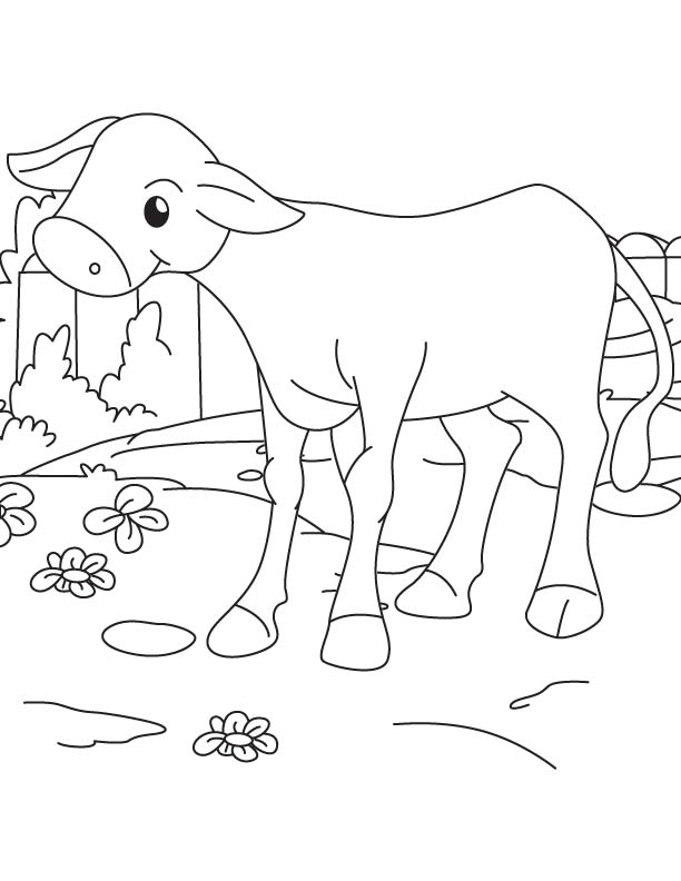 A baby calf coloring page