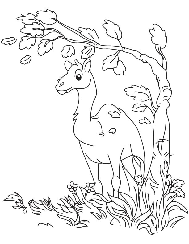 Baby camel thinking coloring page