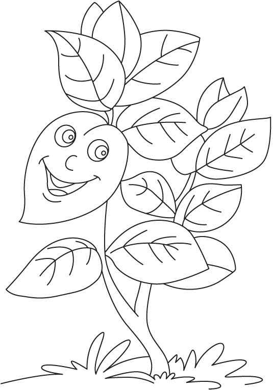 Basil plant coloring page