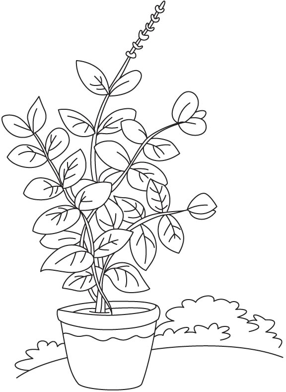 Basil vase plant coloring page