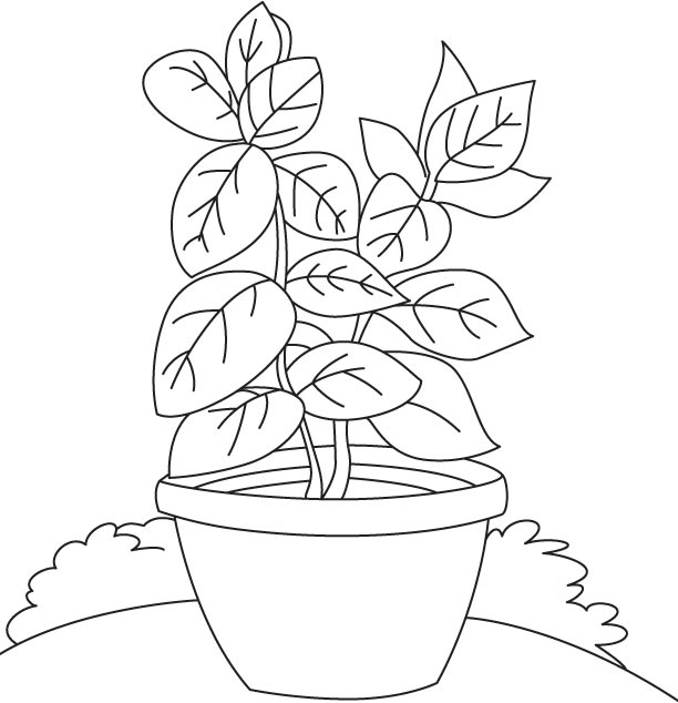 Basil vase coloring page