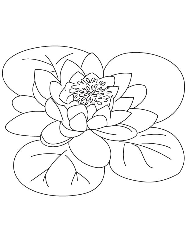 Bean of India coloring page