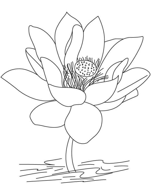 Beautiful lotus flower coloring page