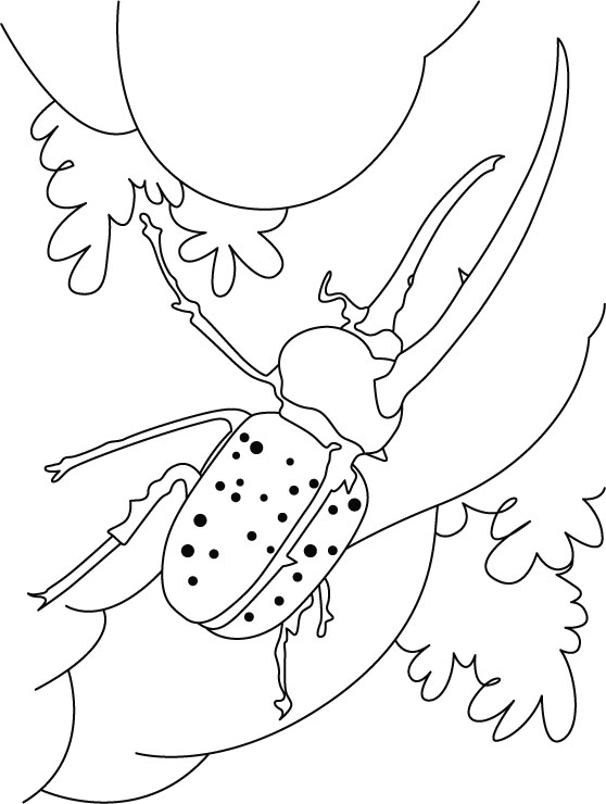 Beetle surviving on petal coloring pages