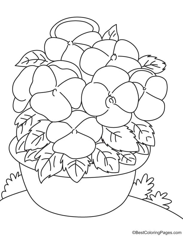 Bicolor pansy coloring page