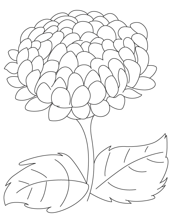 Big chrysanthemum coloring page