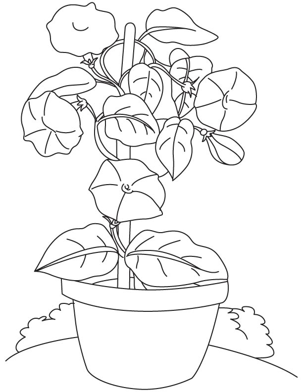 Bindweed flowers pot coloring page