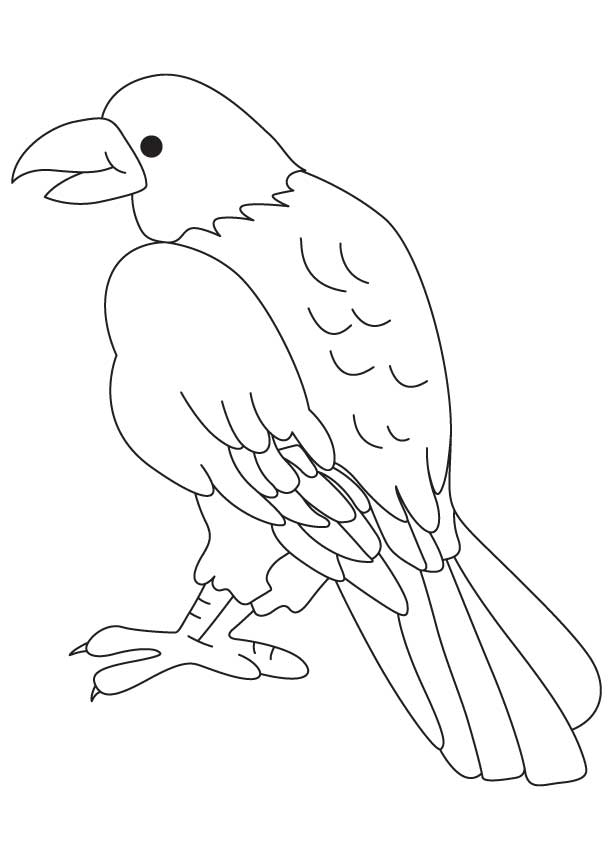 Bird of prey coloring page