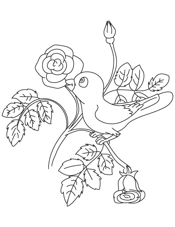 Bird sitting on rose plant
