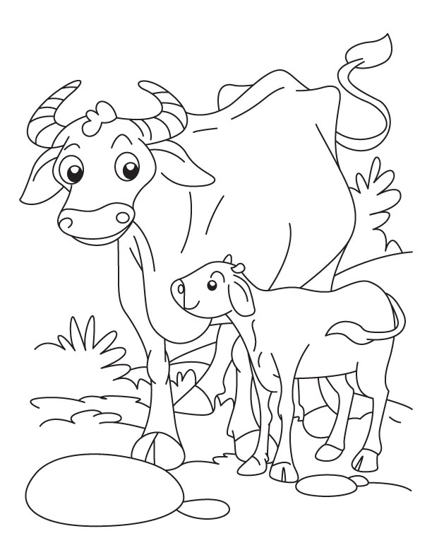 Buffalo with a calf coloring pages