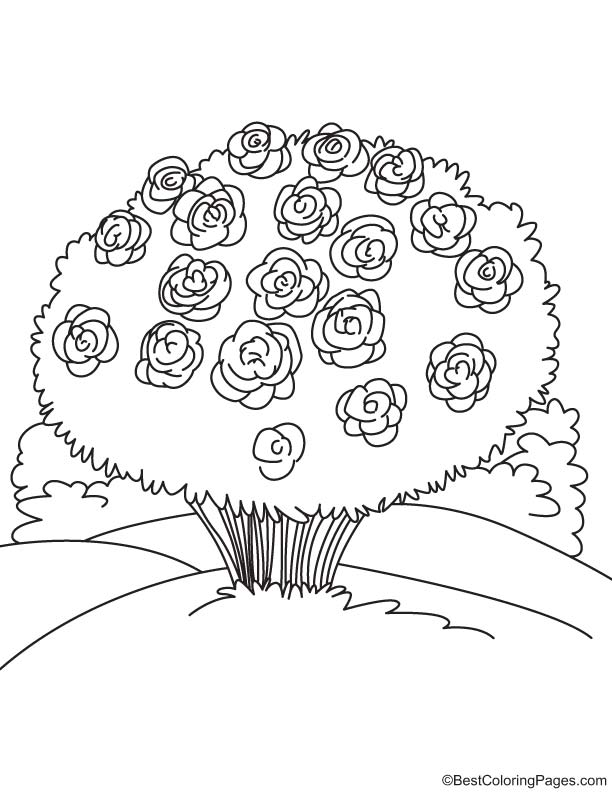 Bunch of Peony coloring page