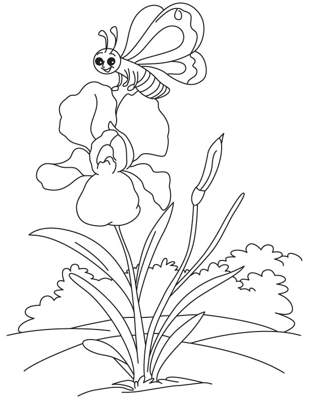 Butterfly at iris coloring page