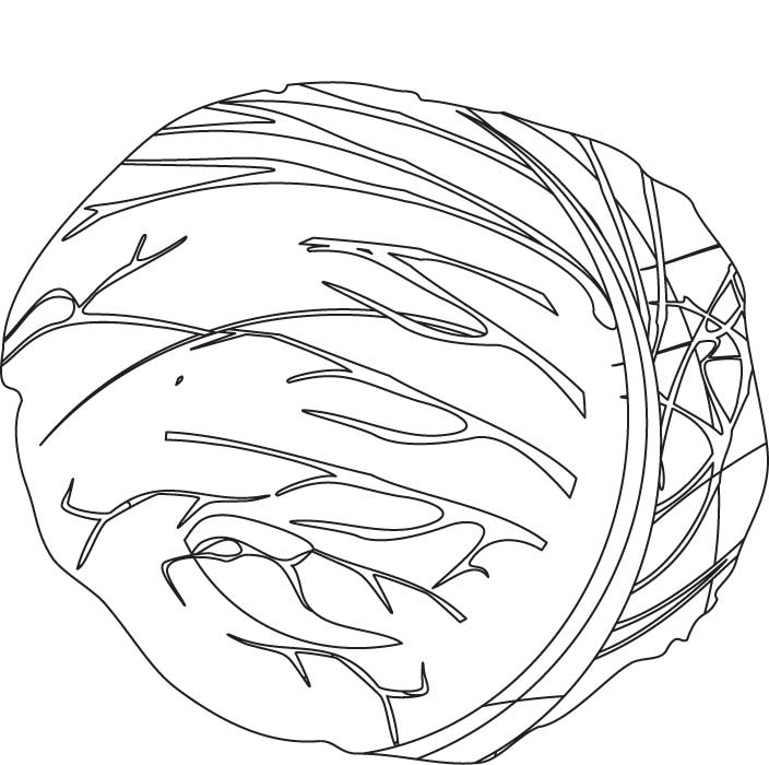 Red cabbage coloring pages