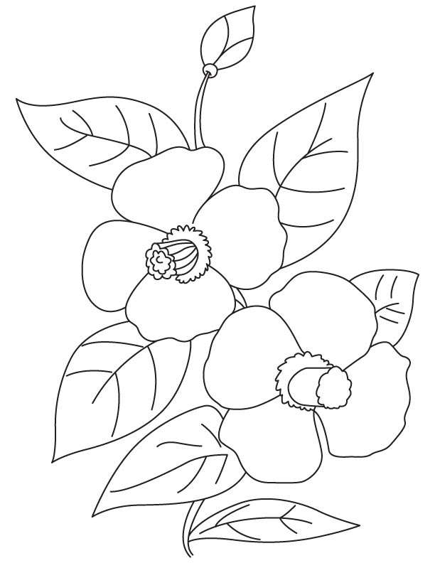 Camellia flowers coloring page