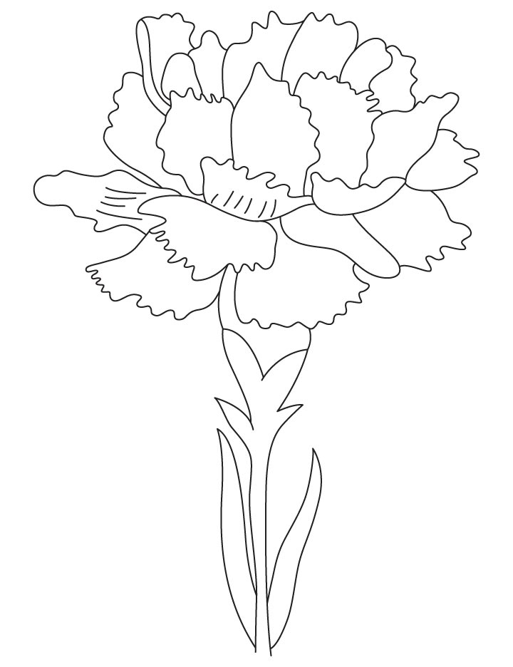 Carnation birth flower coloring page