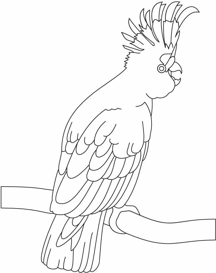 A beautiful cockatoo coloring page