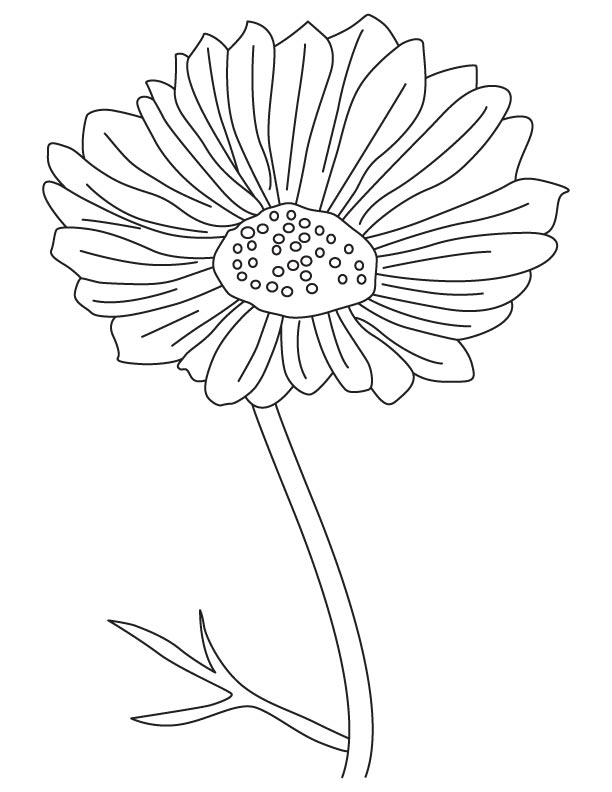 Cosmos ornamental flower coloring page