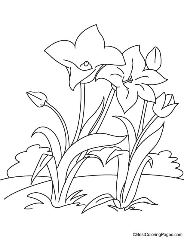 Cup shaped flower coloring page