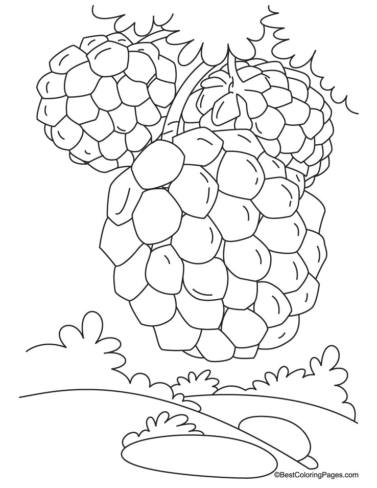 Custard apple on tree coloring pages
