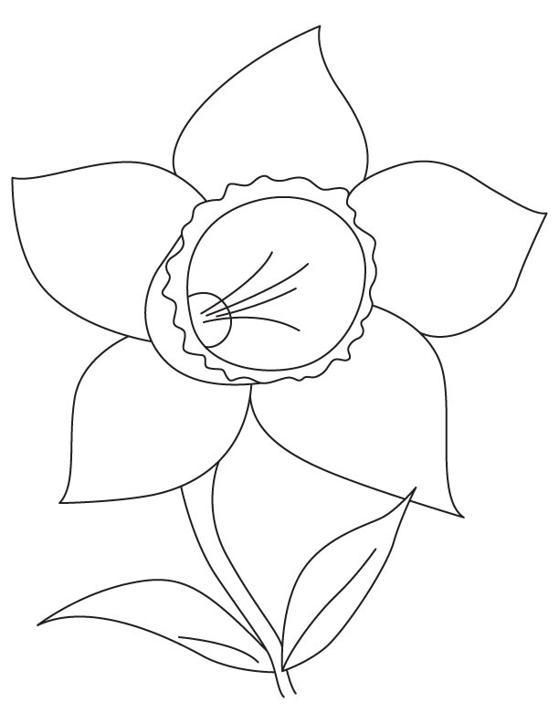 Daffodil bulb coloring page