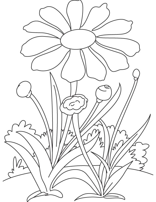 Daisy in the garden coloring page