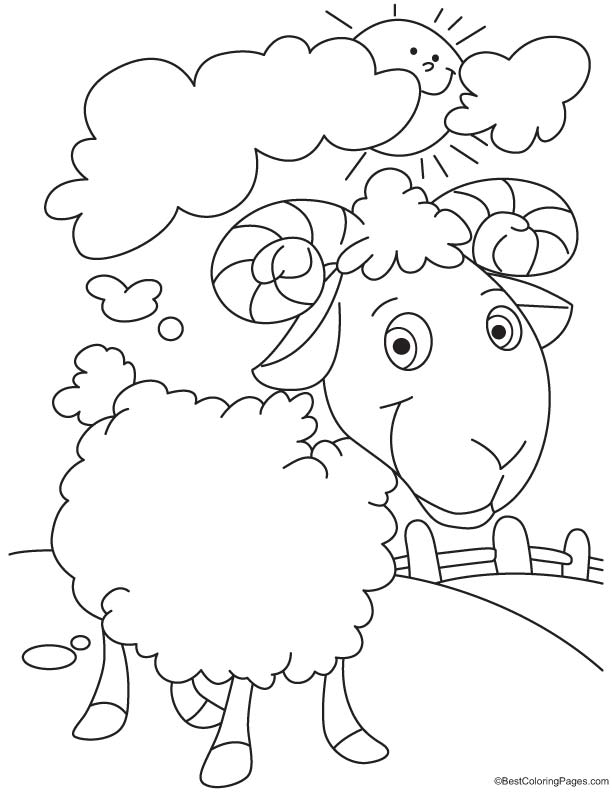 Domesticated sheep coloring page