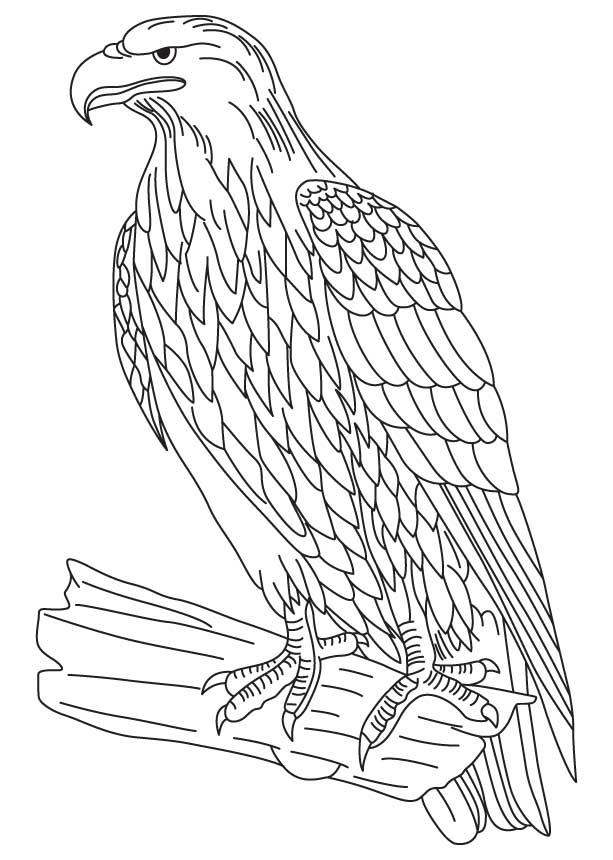 Eagle a powerful bird coloring page