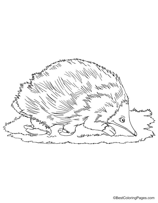 Echidna coloring page