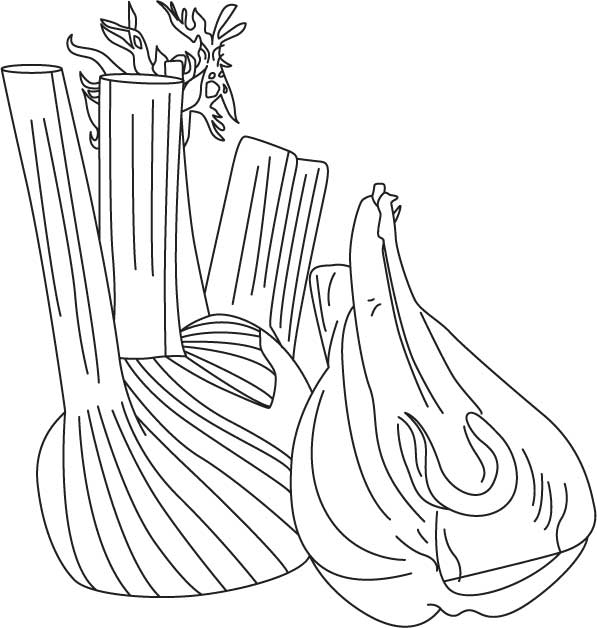 Fennel bulb coloring pages