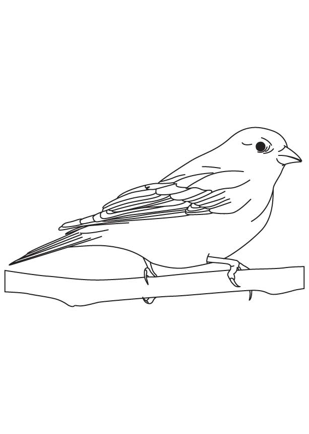 Finch bird coloring sheet