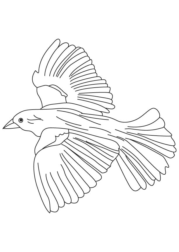 Flying blackbird coloring page